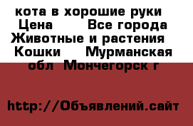 кота в хорошие руки › Цена ­ 0 - Все города Животные и растения » Кошки   . Мурманская обл.,Мончегорск г.